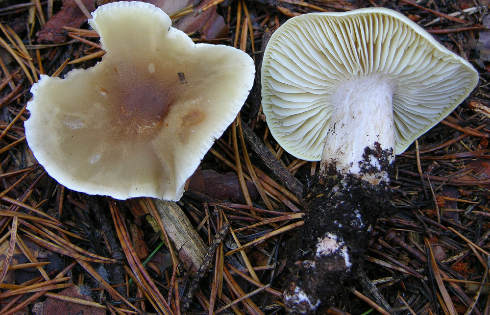 Proposta di studio di Tricholoma saponaceum